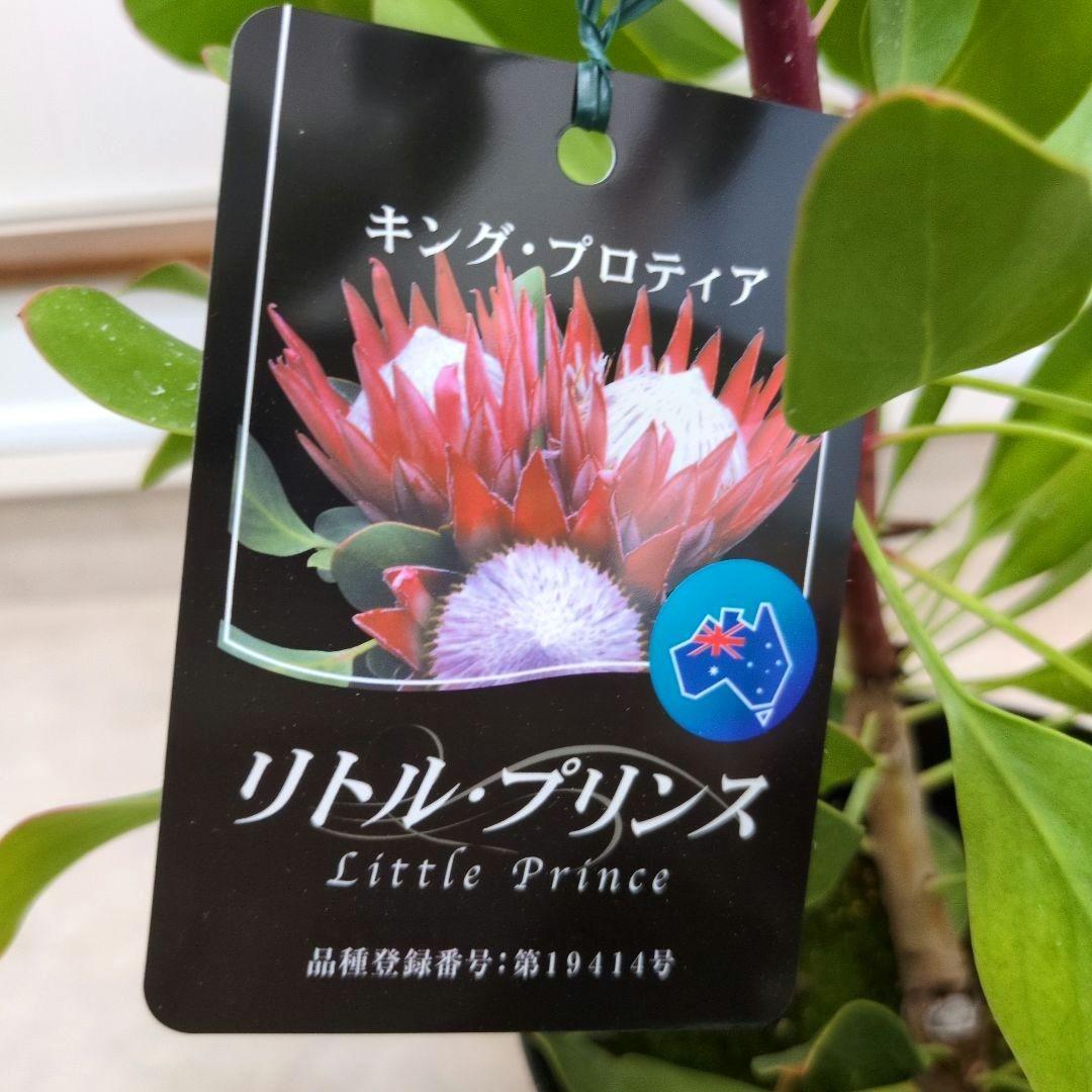 花芽付き 花苗 キングプロテア リトルプリンス 6号鉢 オージープランツ B 花芽付き 花苗 キングプロテア リトルプリンス 6号鉢 オージー