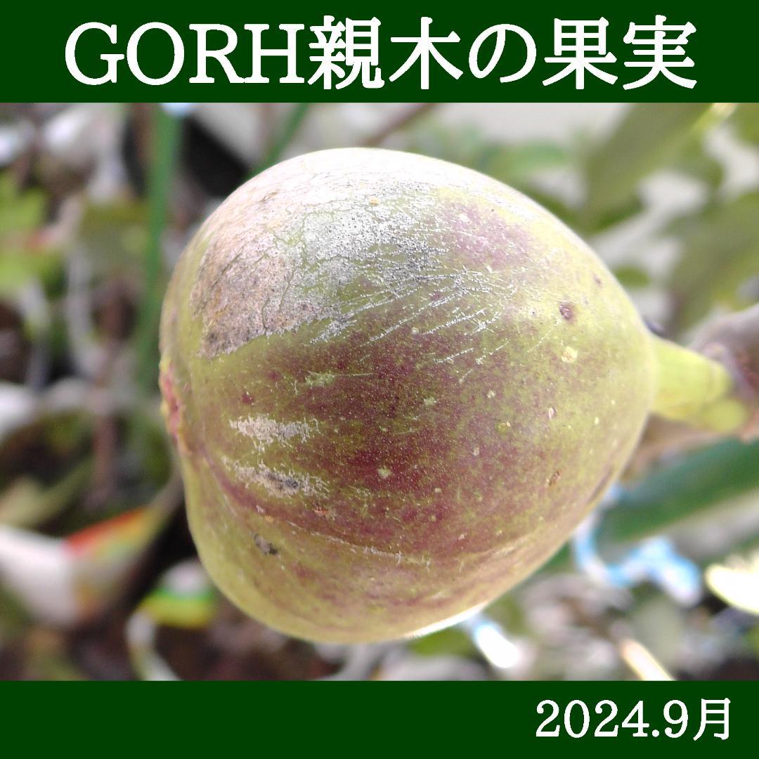 イチジク苗まとめ,（553-AURO+566-GORH接）,いちじく - メルカリ