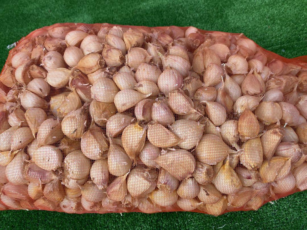 青森県産にんにく　バラ　Mサイズ　10kg タネにおすすめ