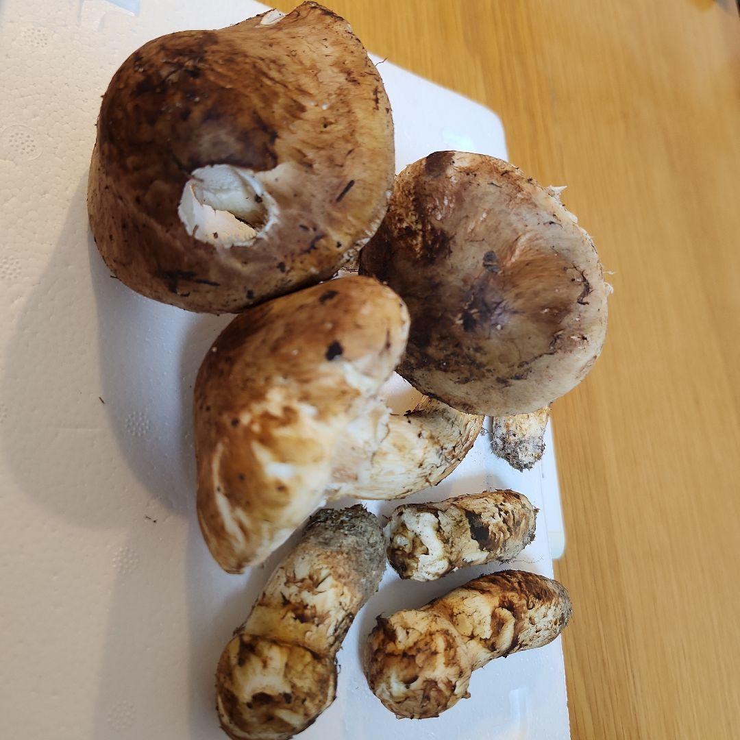【訳あり】10/26朝採れ 広島県産 松茸250g 【訳あり】10/26朝採れ 広島県産 松茸250g