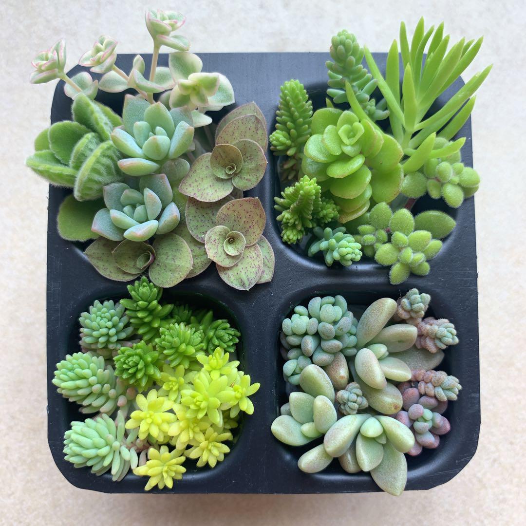 多肉植物とセダムのカット苗　詰め合わせ 多肉植物 カット苗詰め合わせ セダム ⑧ - メルカリ