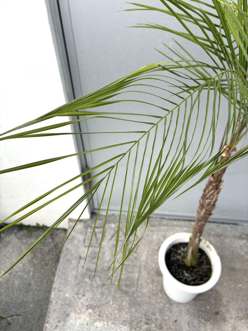 ＊ヒメヤシ ブラジルヒメヤシ 観葉植物＊