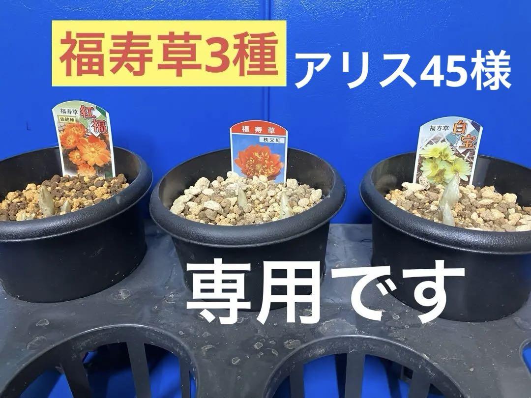 福寿草　白宝4芽　紅福3芽 秩父紅2芽 3鉢セット