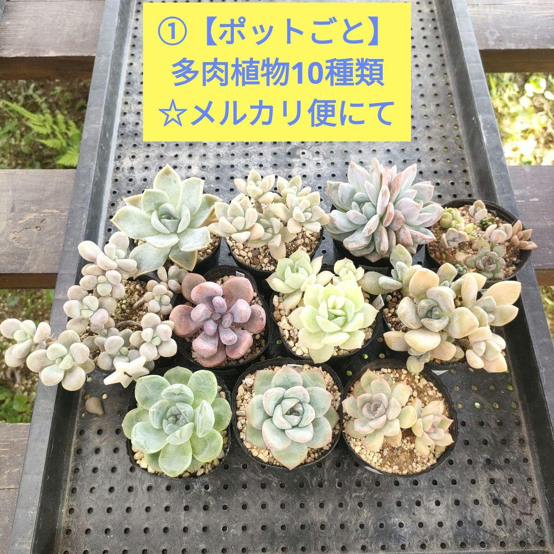 helbzeit　メルカリ便　多肉植物 A【ポットごと】多肉植物10種類セット☆メルカリ便にて - メルカリ