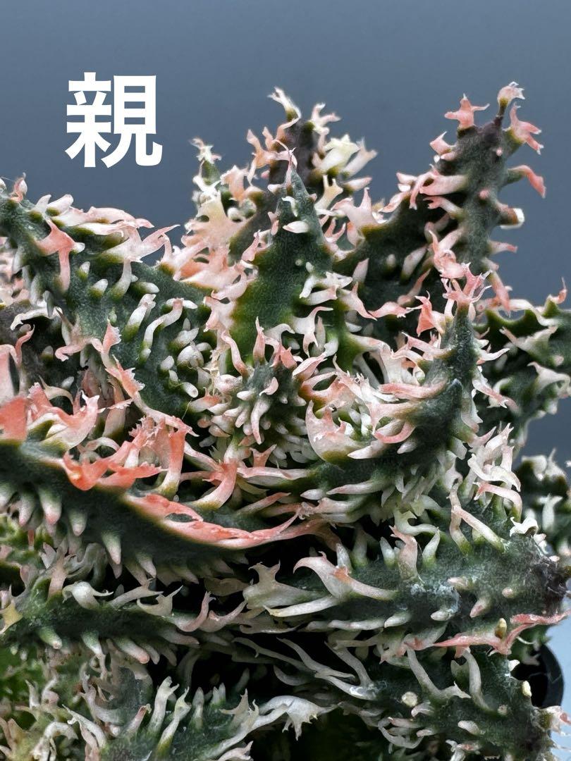 Aloe hybrid アロエ ハイブリッド 子株 第四種（Aloe hybrid