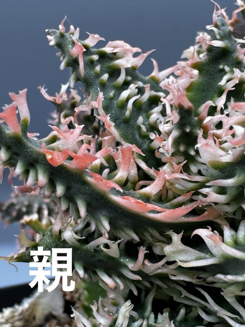 TCTAloe hybrid アロエ ハイブリッド 未繁殖第四種（美品