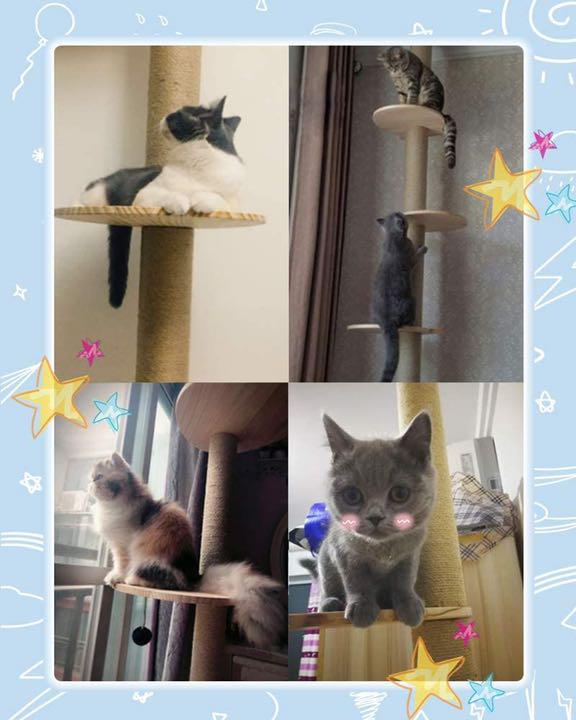 国産最新品 キャットタワー 木登りタワー 全麻縄巻きおしゃれ猫タワー替えハンモックセット QkIPU-m69006635450 新作超特価