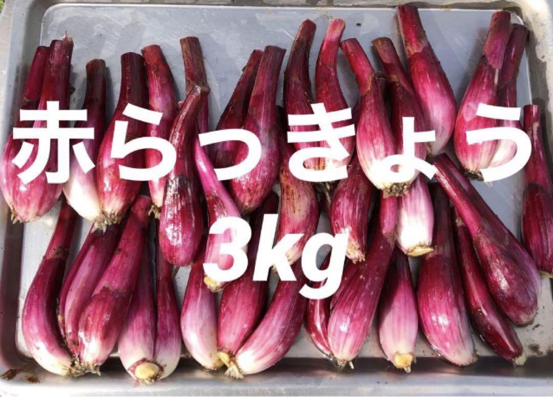 採れたて　赤らっきょう　3kg （箱込）農家直送