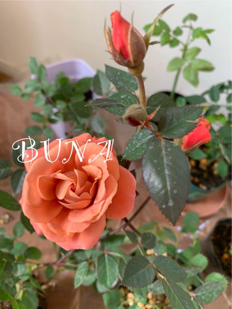 レア テラコッタ色❣️ミニバラ テディベア花苗 四季咲き バラ花苗