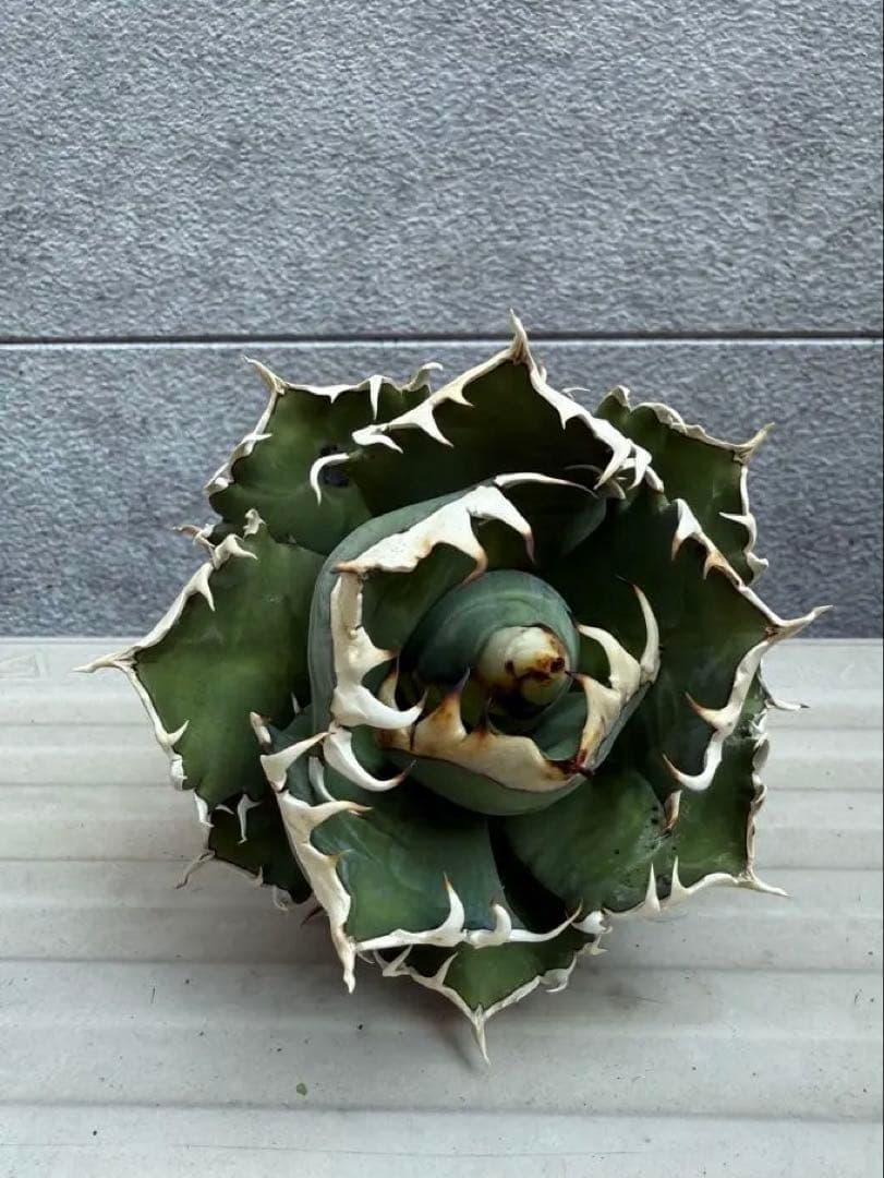 アガベ レッドキャットウィーズル