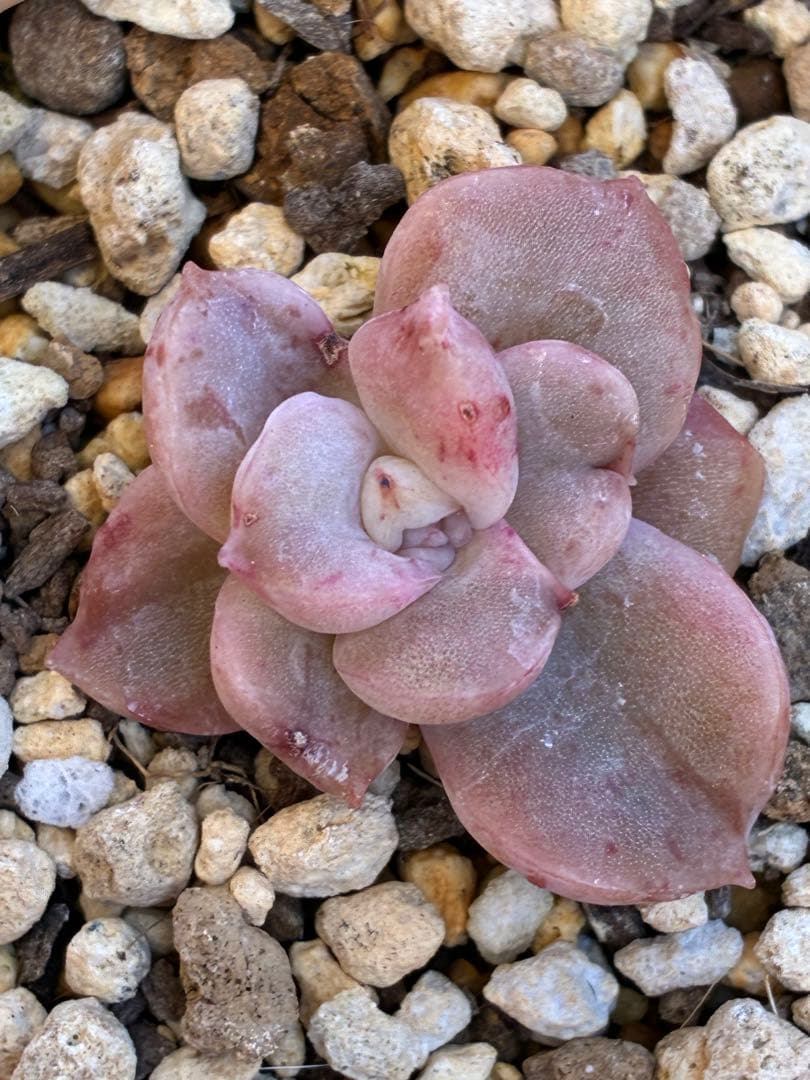 ラブリーローズ錦＊赤斑d 抜き苗 - メルカリ