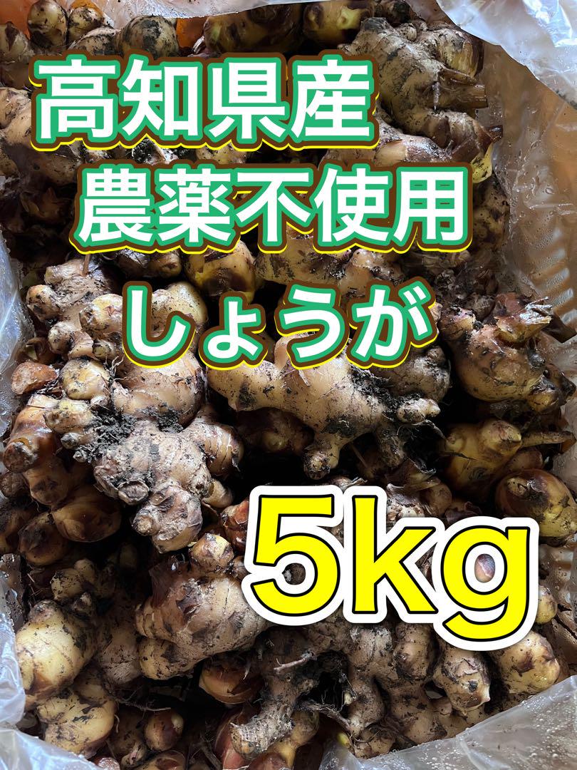 高知県産　農薬不使用有機肥料　生姜　5kg