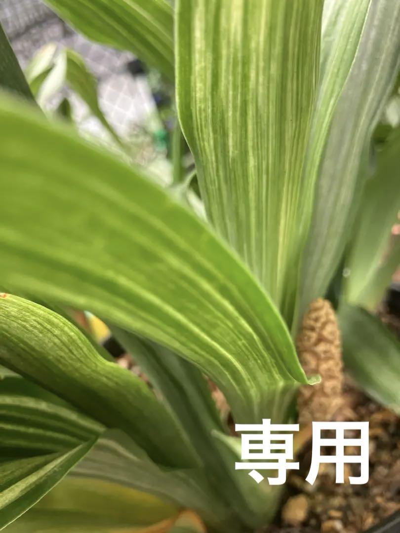 専用　万年青　おもと