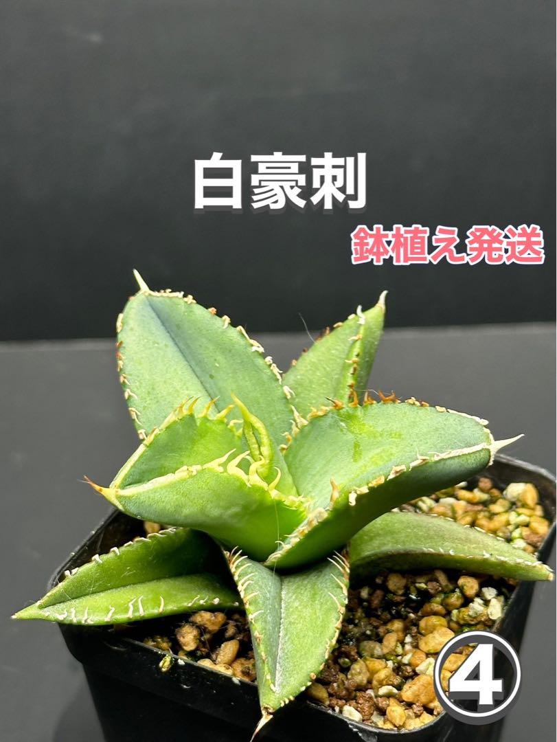 アガベ　チタノタ　白豪刺　良株‼️鉢植え発送‼️ 4