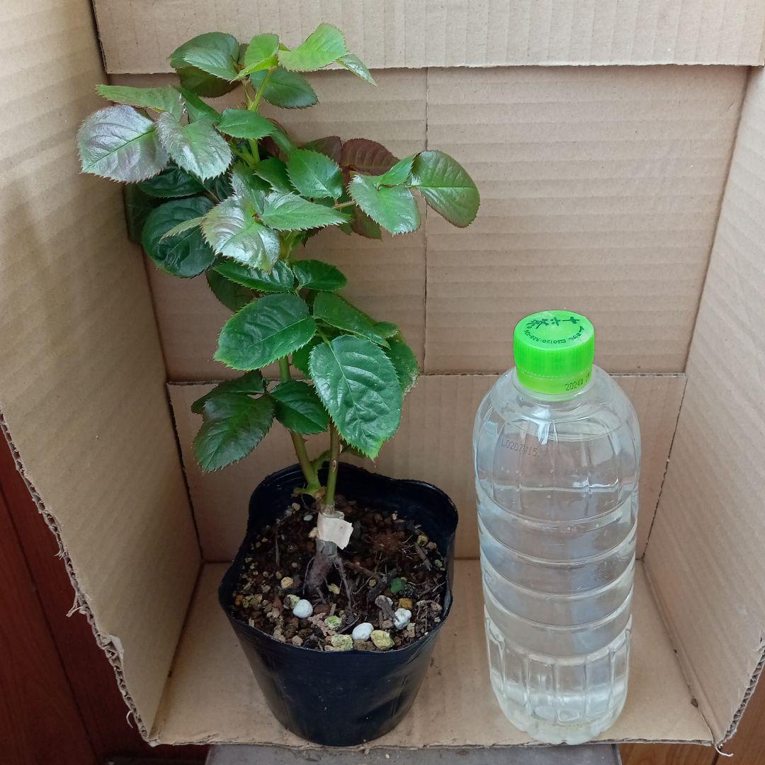バラ苗(入手困難切り花種) 接ぎ木新苗 超激レア種 E-06