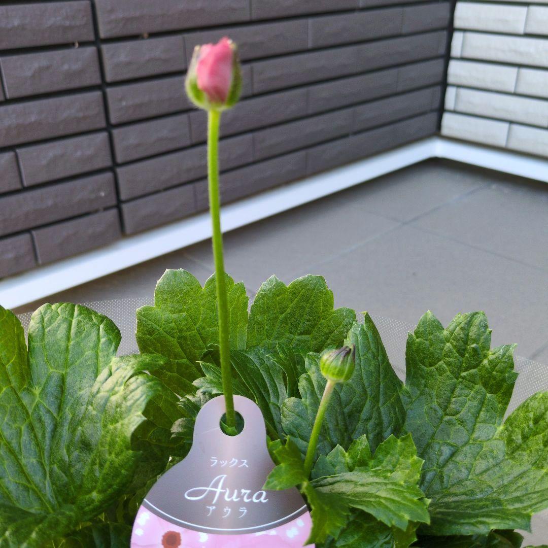 花苗 ラナンキュラス