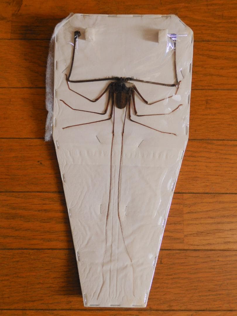 パナマ産　カレニーニキンイロコガネ　21mm パナマ産 カレニーニキンイロコガネ 21mm