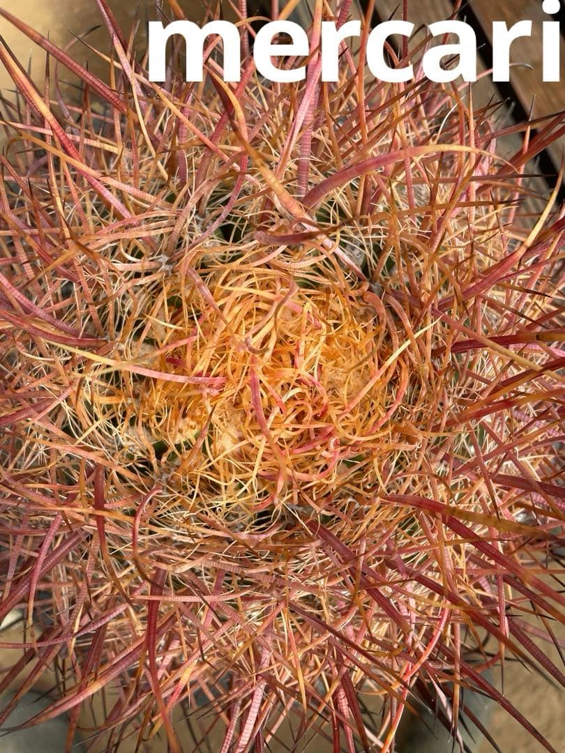 サボテン フェロカクタス