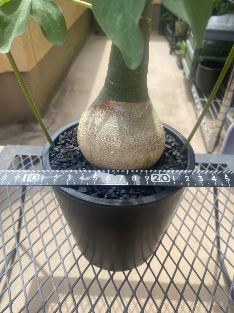 期間限定値下げ　アデニアグラウカ　大株 期間限定値下げ アデニアグラウカ 大株 アデニアグラウカ | STORES