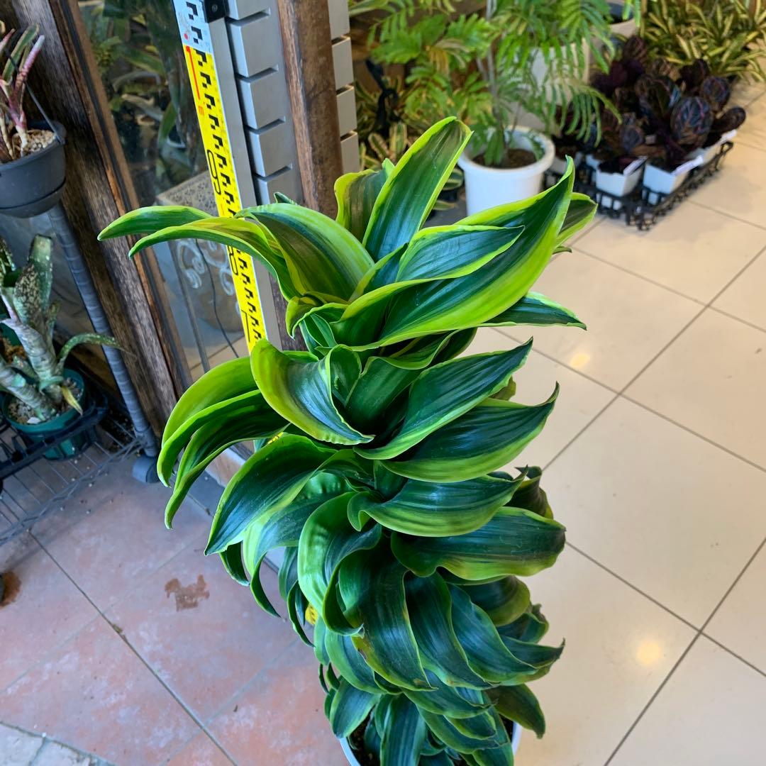 希少 斑入り ドラセナ トルネード 8号 背高め 希少 斑入り ドラセナ トルネード 8号 背高め