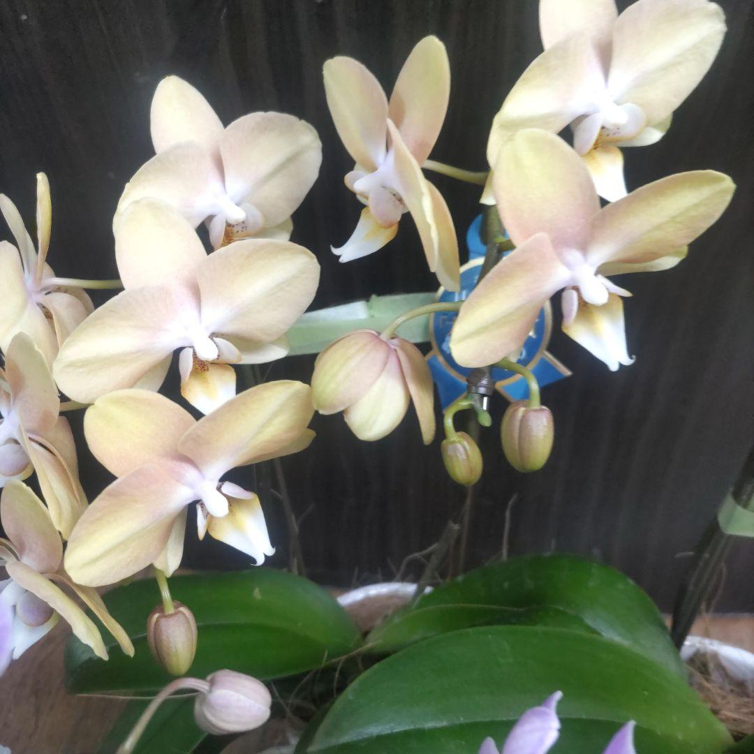 １６日入荷分⭐️ミディ胡蝶蘭⭐️４鉢セット⭐️