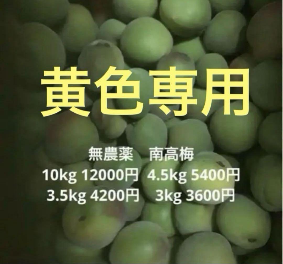 無農薬 南高梅 4.5kg 5400円　黄色