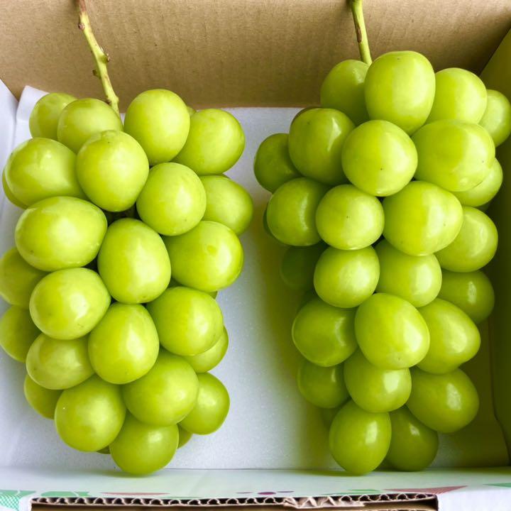 数量限定 種無し 山梨県産 シャインマスカット5房 3kg 大人気 ファミリー用 送料無料 ギフト 家庭用 敬老の日 市場直送 グルメ 特選 美容 葡萄 ぶとう 最大41%OFFクーポン 数量限定 種無し 山梨県産 シャインマスカット5房 3kg 大人気 ファミリー用 送料無料 ギフト 家庭用 敬老の日 市場直送 グルメ 特選 美容 葡萄 ぶとう 最大41%OFFクーポン