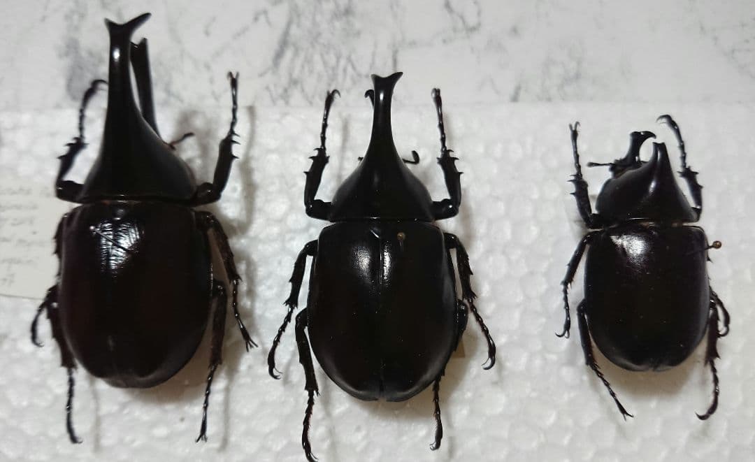 ヒメカブト 標本 複数産地 / 昆虫標本 【福袋セール】 www