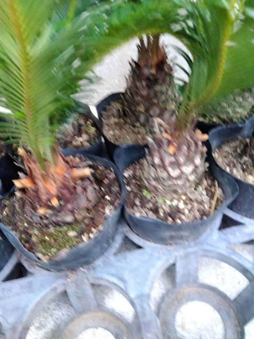 4号ポットつき 10株❗傷や汚れあり