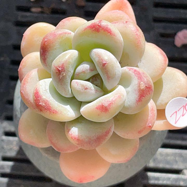 星星雪　多肉植物　今季レア種