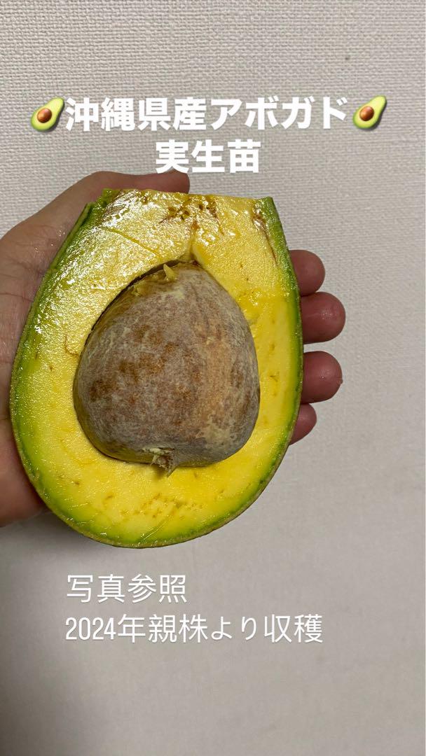 ◆アボカド(実生苗)25-9・10◆ビニールポット2鉢◆写真現物そのままお届け❣️