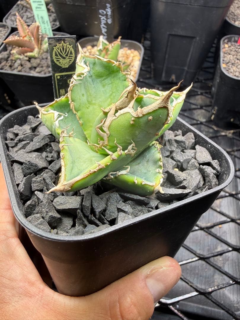 アガベ 星空 ブツブツ オテロイ チタノタやや傷や汚れあり