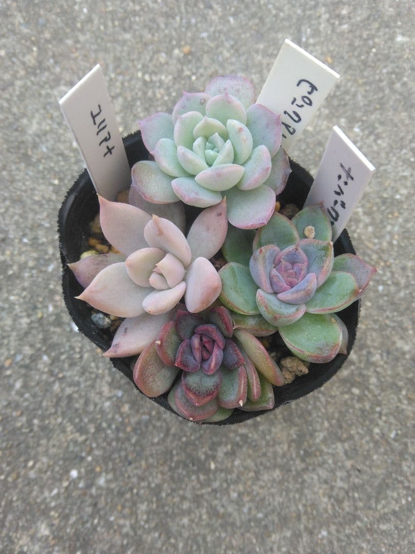 確認用ページ 確認用ページ