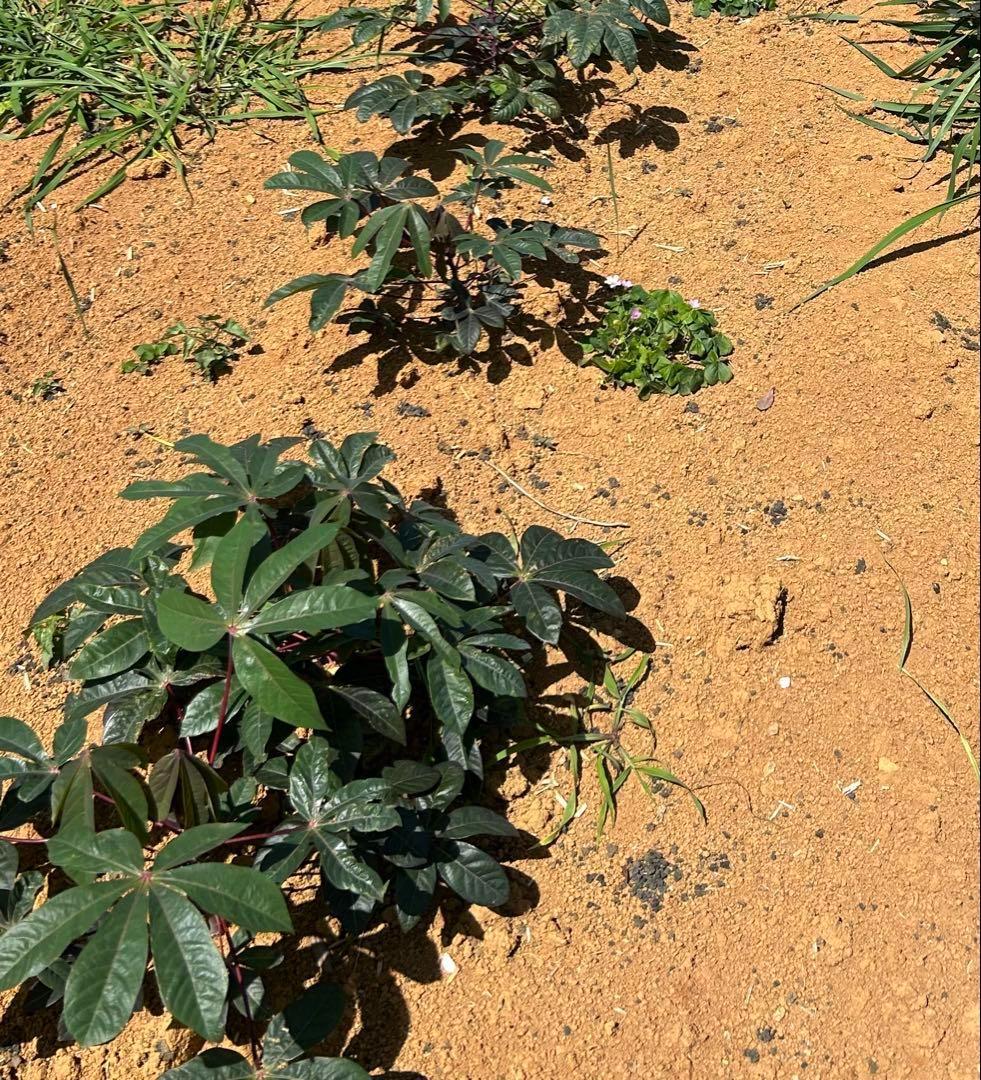植え付け適期☆40本、キャッサバ芋＝芽出し苗◇食味最高峰