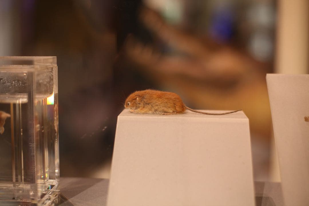 【24時間以内発送】Canon EOS 5D mark ii