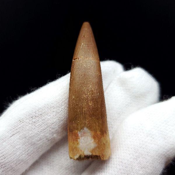 人気定番 美品 本物 モロッコ産 41.43mm pr53 lpCeR-m69376555587 プレシオサウルス 化石 歯 HOTお得