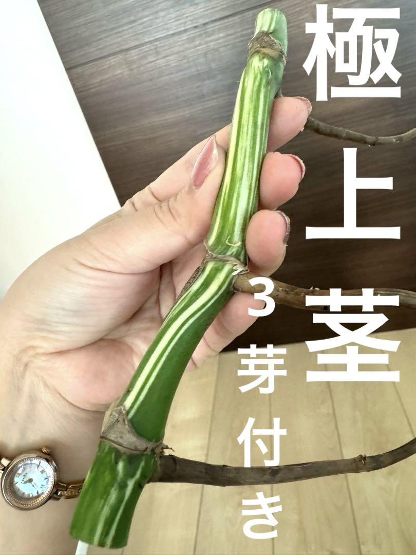 【楽ギフ_包装】 極上親株の茎！斑入りモンステラ ホワイトタイガー ハーフムーン モンステラ・ポトス