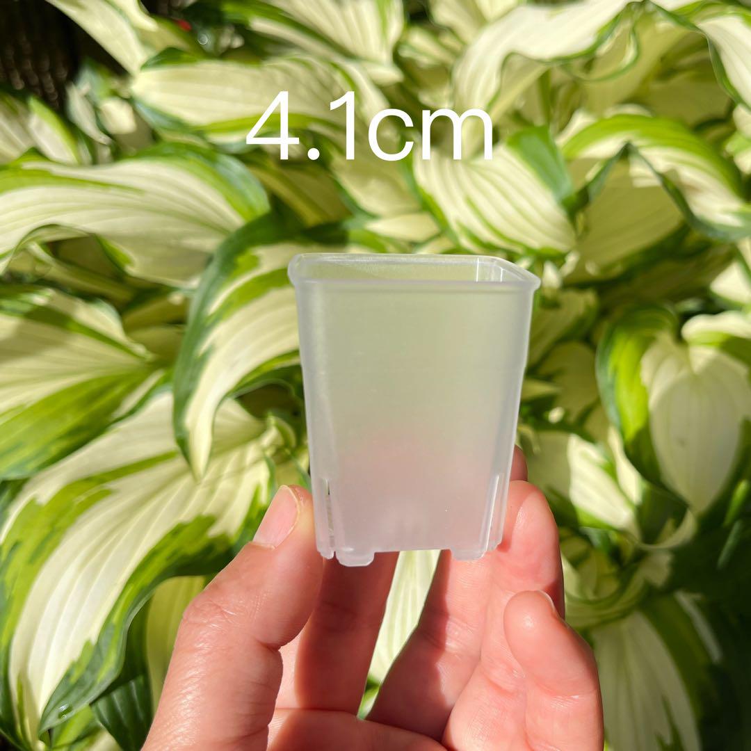 メルカリ便発送プラスチック透明鉢 小120個 （給水量と根の状態が確認しやすい）