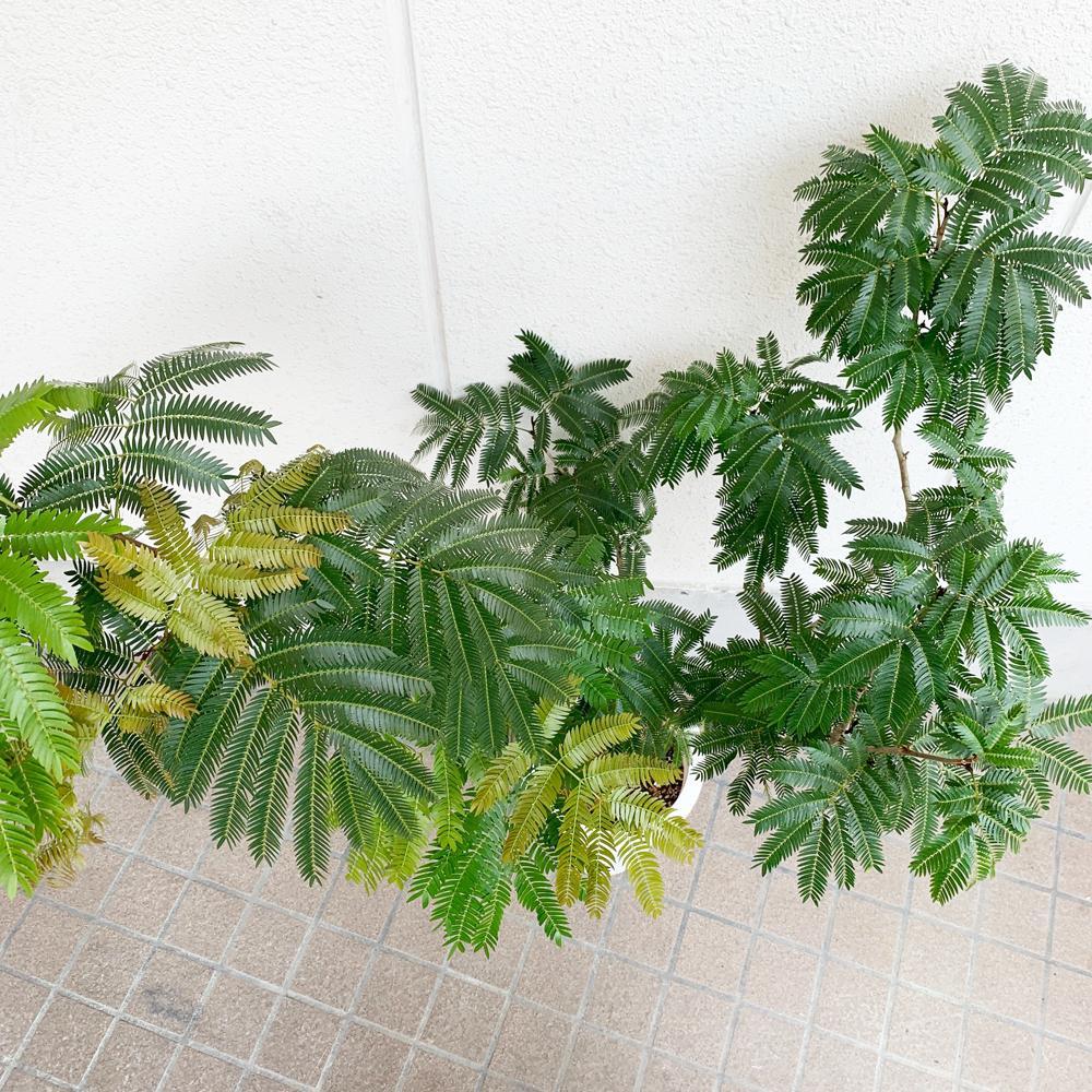 エバーフレッシュ