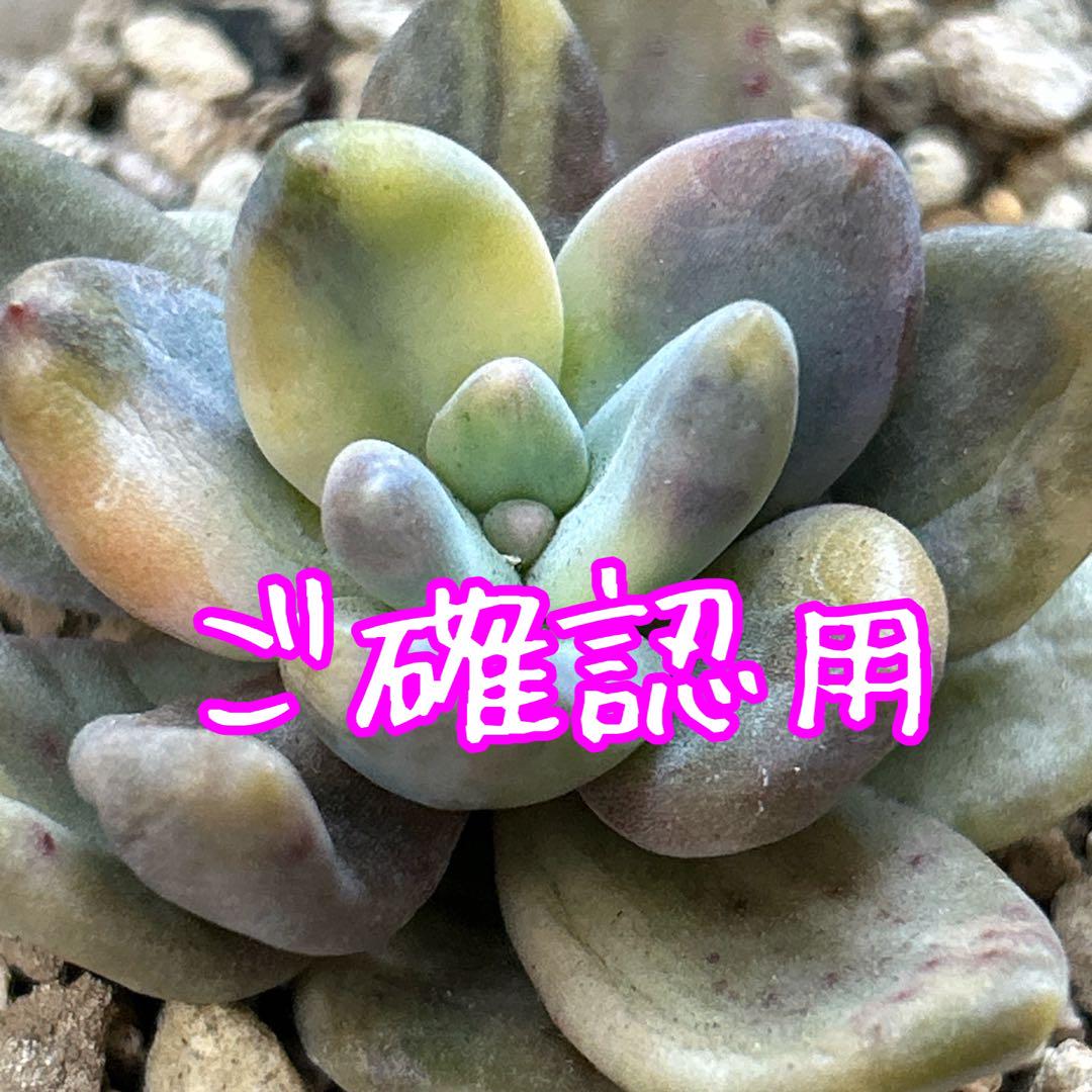まぁちゃん様専用 多肉植物