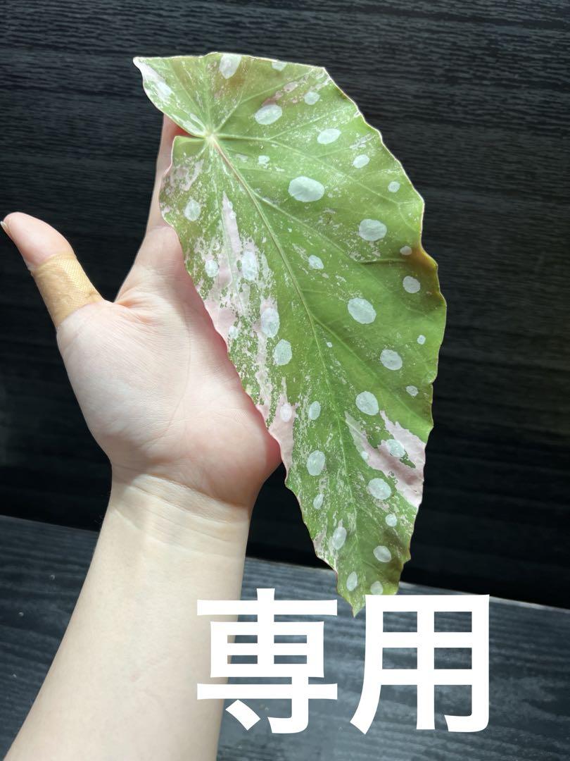 ran様 リクエスト 2点 まとめ商品