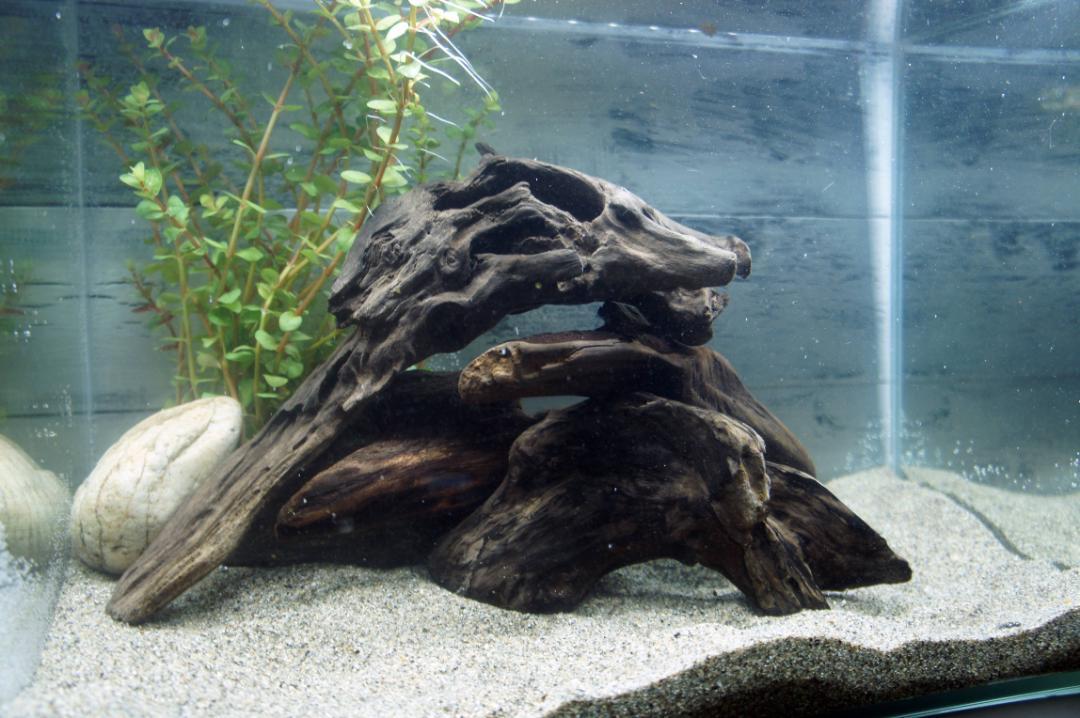 アク抜き不要！水に沈む状態でお届けします　流木　アクアリウム　水槽　熱帯魚 あく抜き不要！水に沈む状態でお届けします』アクアリウム 流木