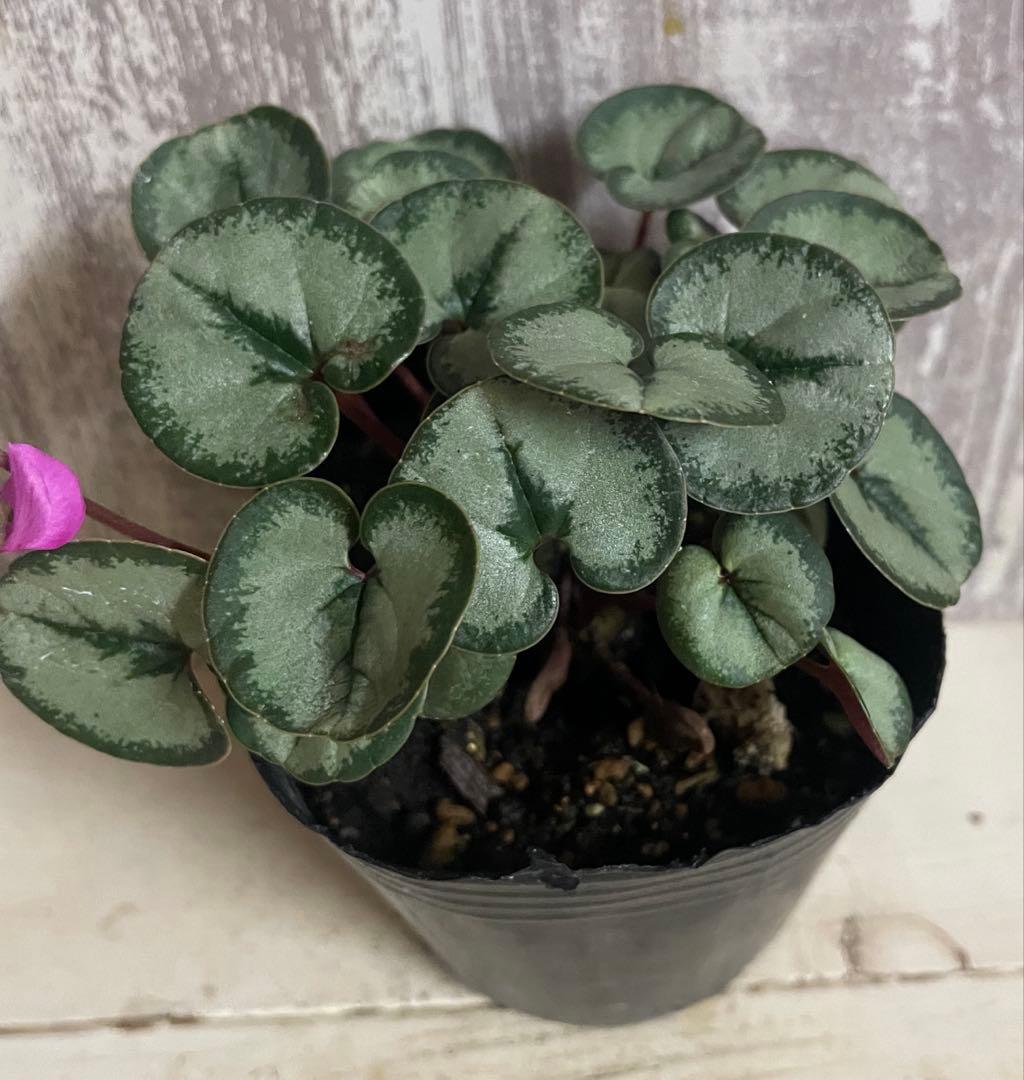 シクラメンコウムやや傷や汚れあり