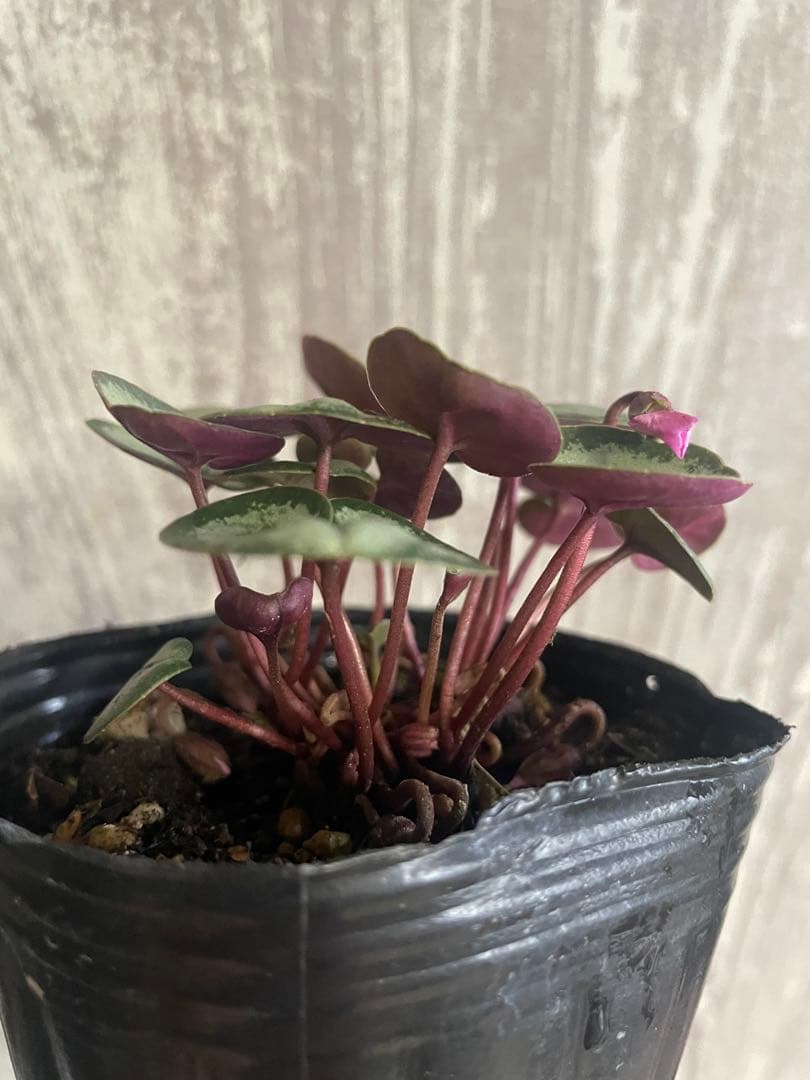 シクラメンコウムやや傷や汚れあり