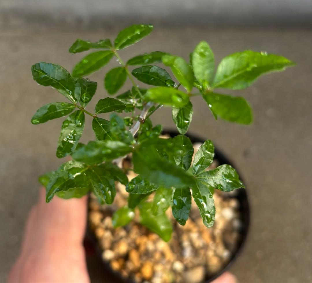 実生 コミフォラ フンベルティ 抜き苗 実生 コミフォラ フンベルティ 抜き苗 ②