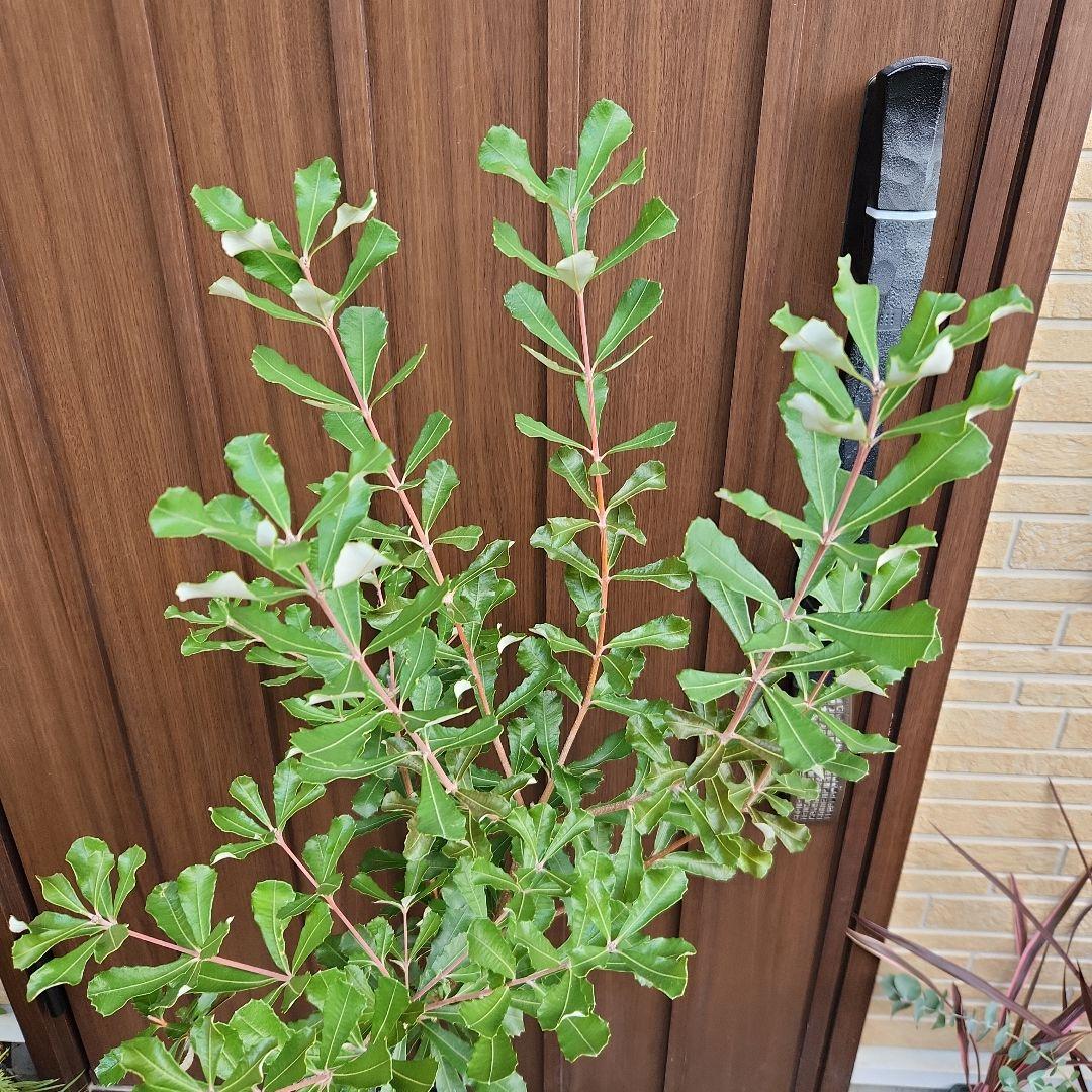 大株 コーストバンクシア 鉢植え 苗 オージープランツ ワイルドフラワー 太幹目立った傷や汚れなし YUZUMIYA_COM