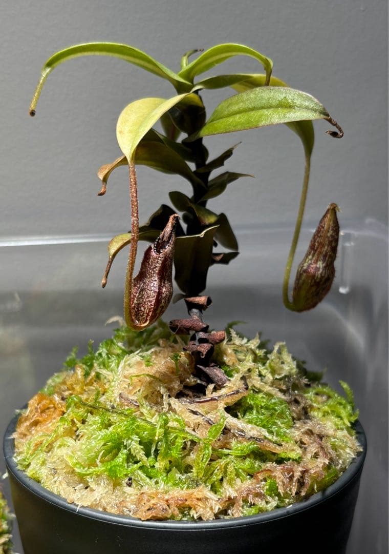 ネペンテス ハマタ