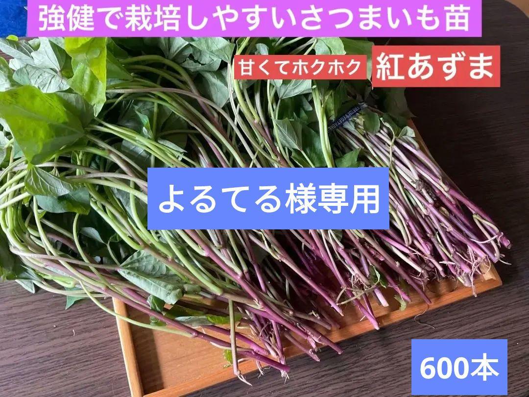 強健で栽培しやすいさつまいも苗(紅あずま)甘くてホクホク：600本 激安