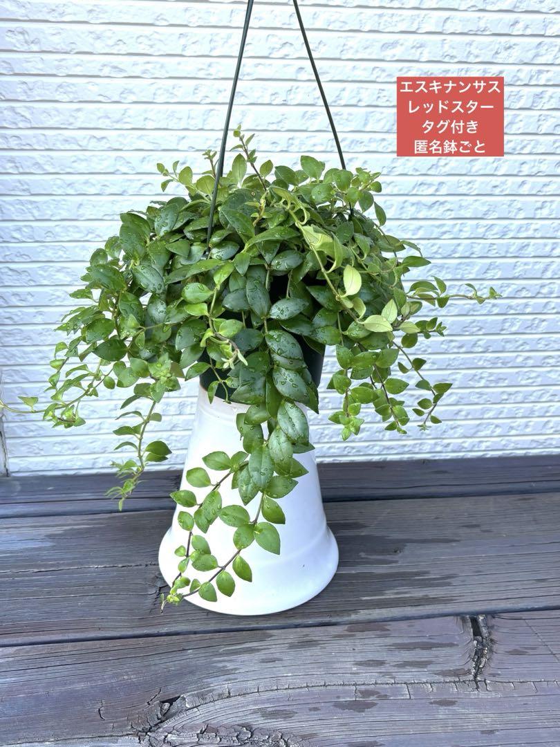匿名　鉢ごと　エスキナンサス　レッドスター　観葉植物　ハンギング　垂れる植物赤花