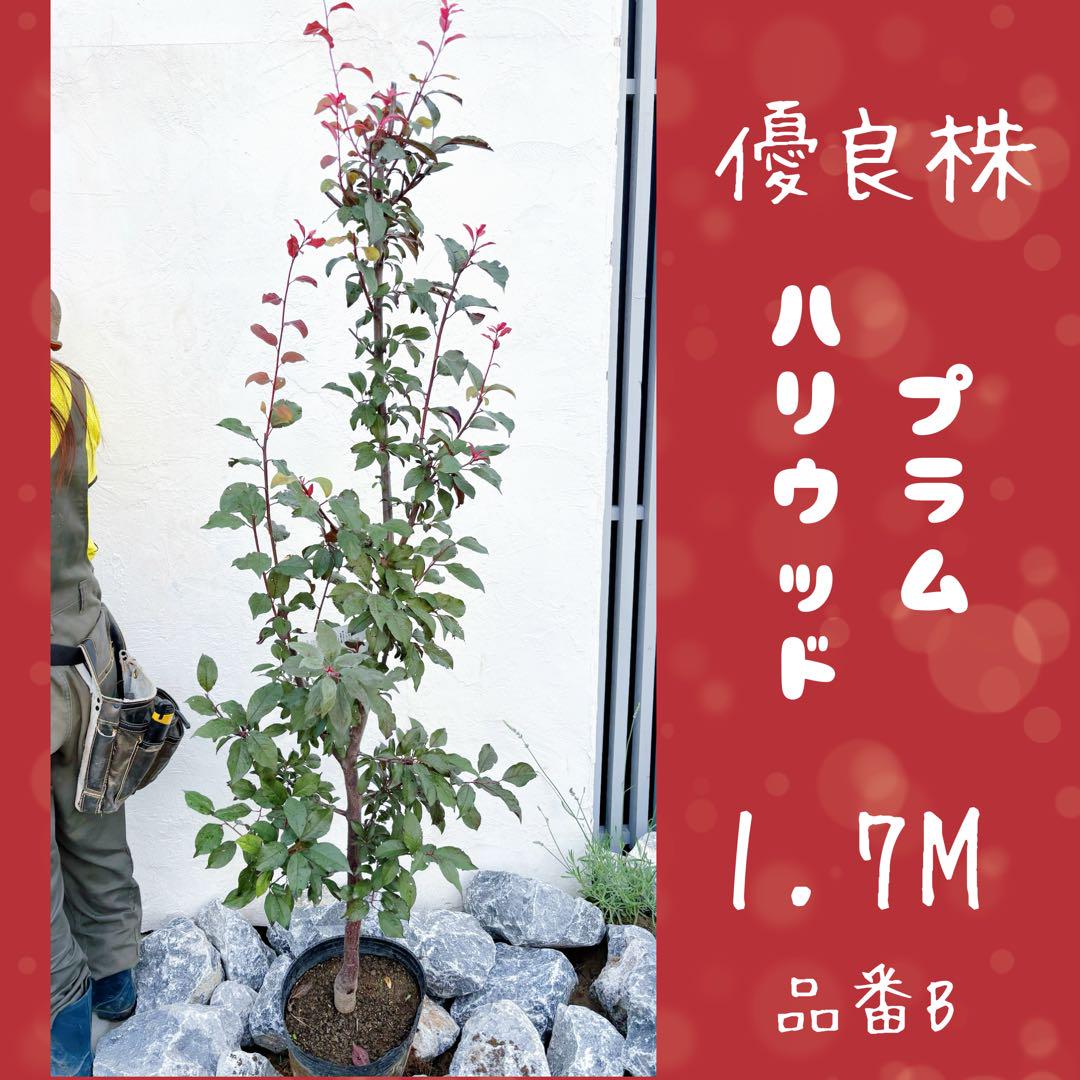 優良株。プラム ハリウッド1.7M(鉢底から)品番B